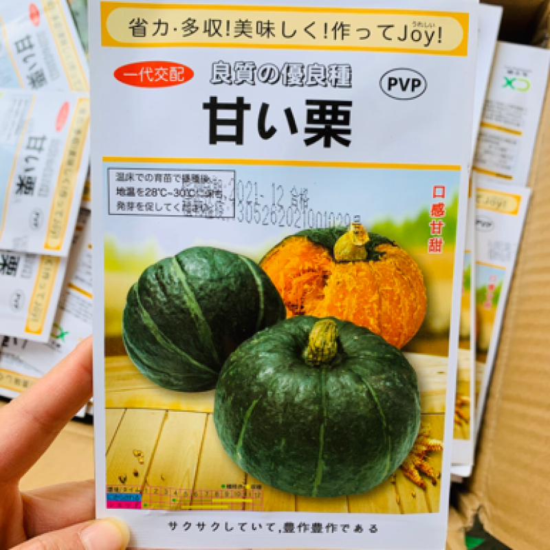 甘栗南瓜种子口感型南瓜味道粉甜抗病果肉金黄色粉质