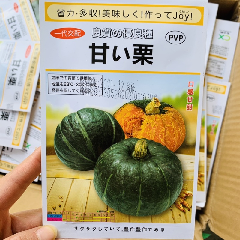甘栗南瓜种子口感型南瓜味道粉甜抗病果肉金黄色粉质