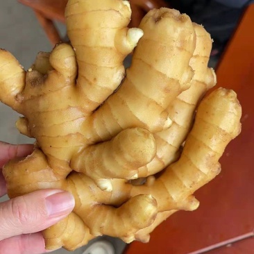 山东大姜大量有货，产地直供，品质好量大欢迎广大客商前来选