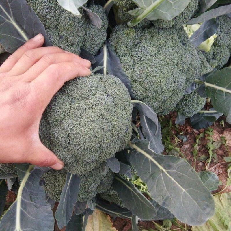 西蓝花苗炎秀耐寒优秀先正达蔓陀绿品种质量保证