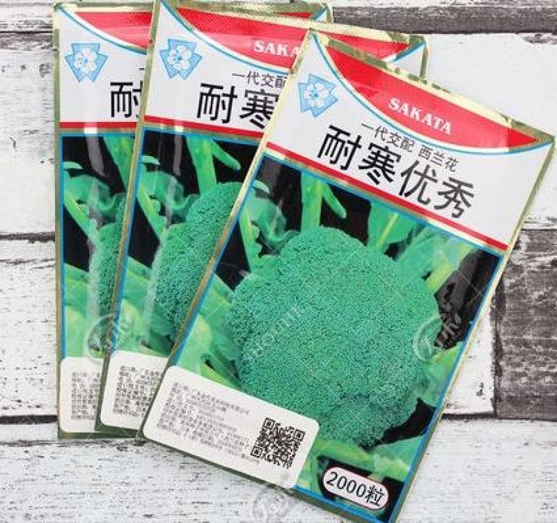 西蓝花苗炎秀耐寒优秀先正达蔓陀绿品种质量保证