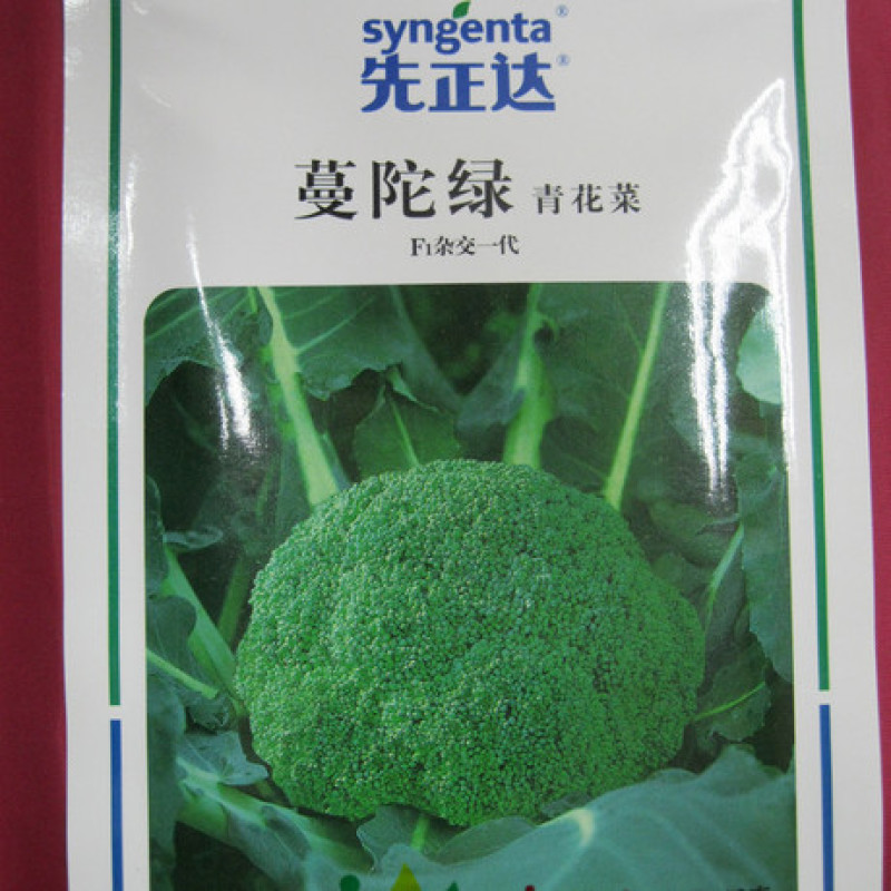 西蓝花苗炎秀耐寒优秀先正达蔓陀绿品种质量保证