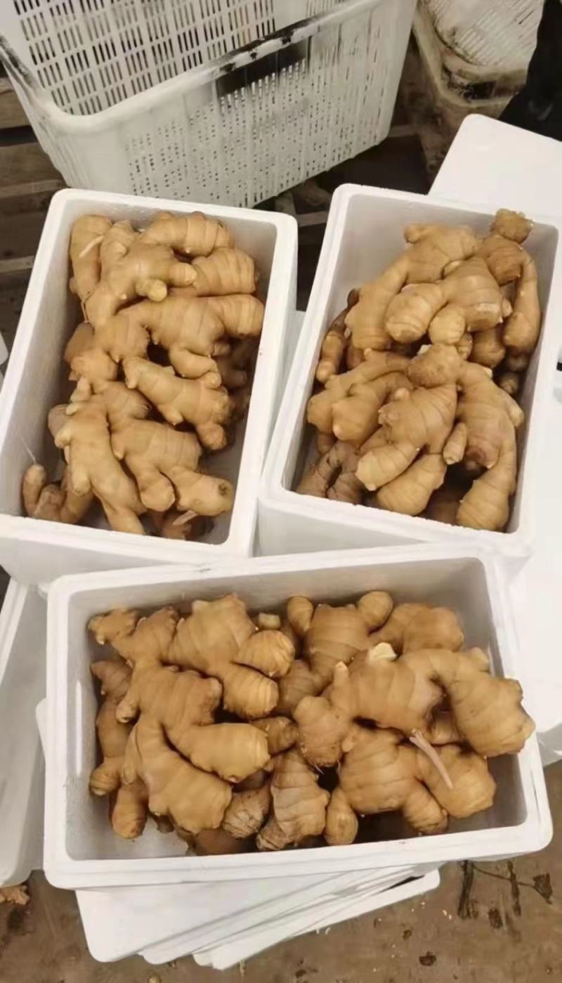 山东大姜大量有货，产地直供，品质好量大欢迎广大客商前来选