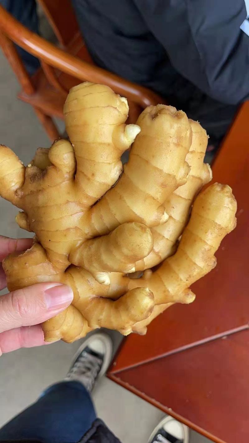 山东大姜大量有货，产地直供，品质好量大欢迎广大客商前来选