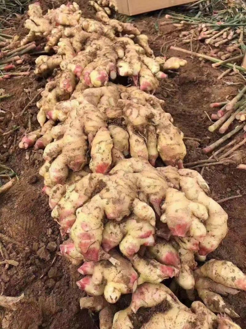 山东大姜大量有货，产地直供，品质好量大欢迎广大客商前来选