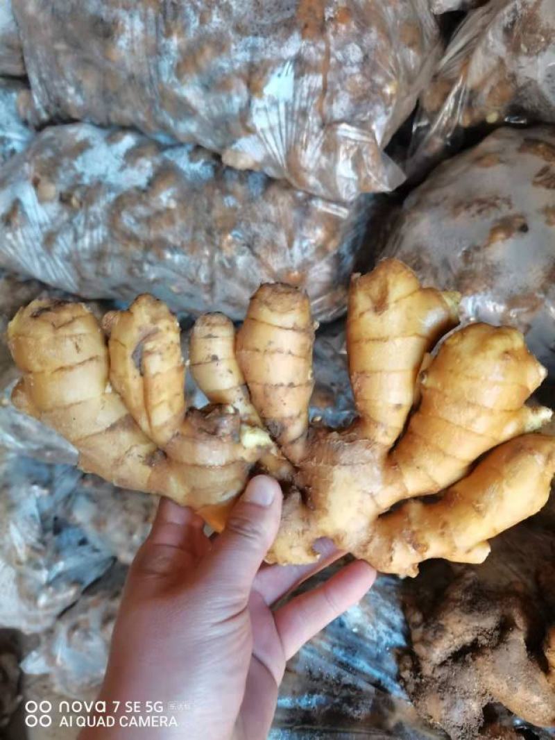 山东大姜大量有货，产地直供，品质好量大欢迎广大客商前来选