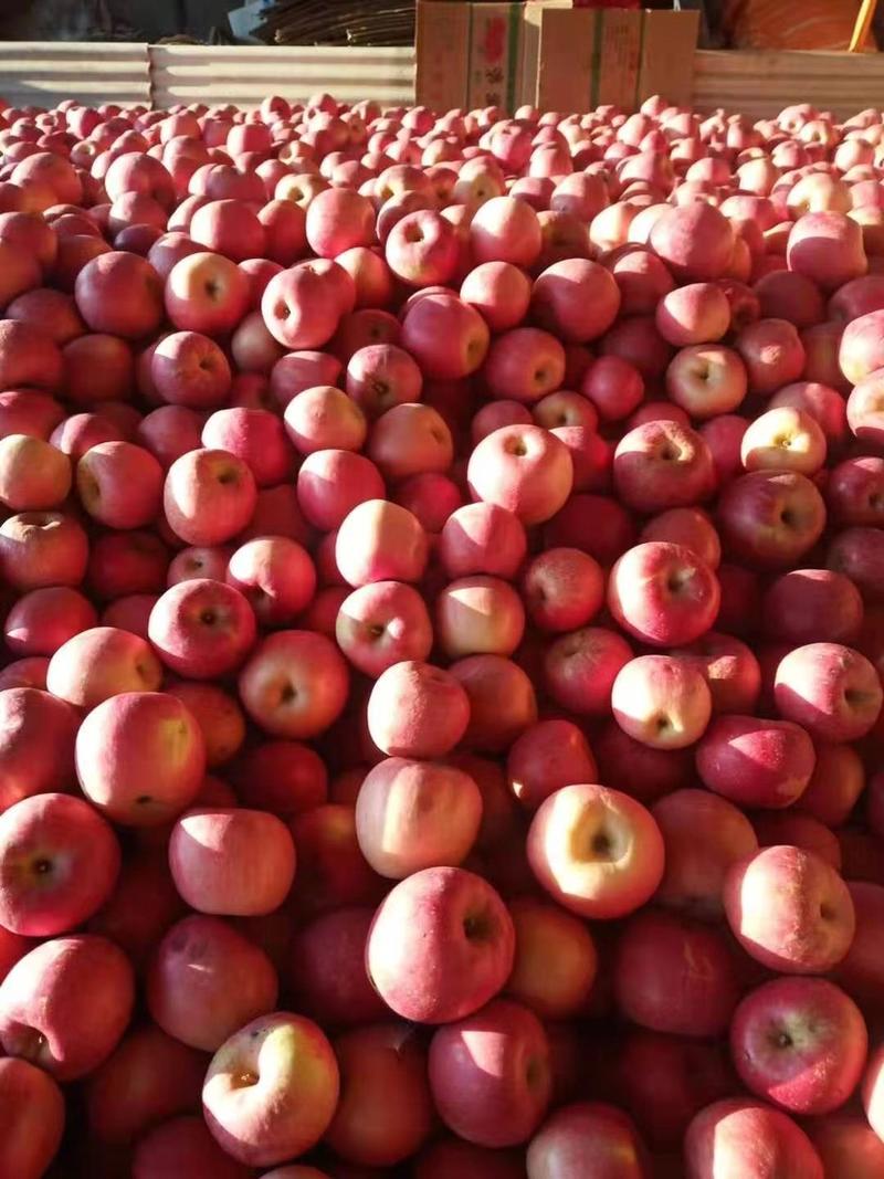 辽宁红富士苹果，香脆干甜口感嘎嘎好基地直供欢迎老板选购。