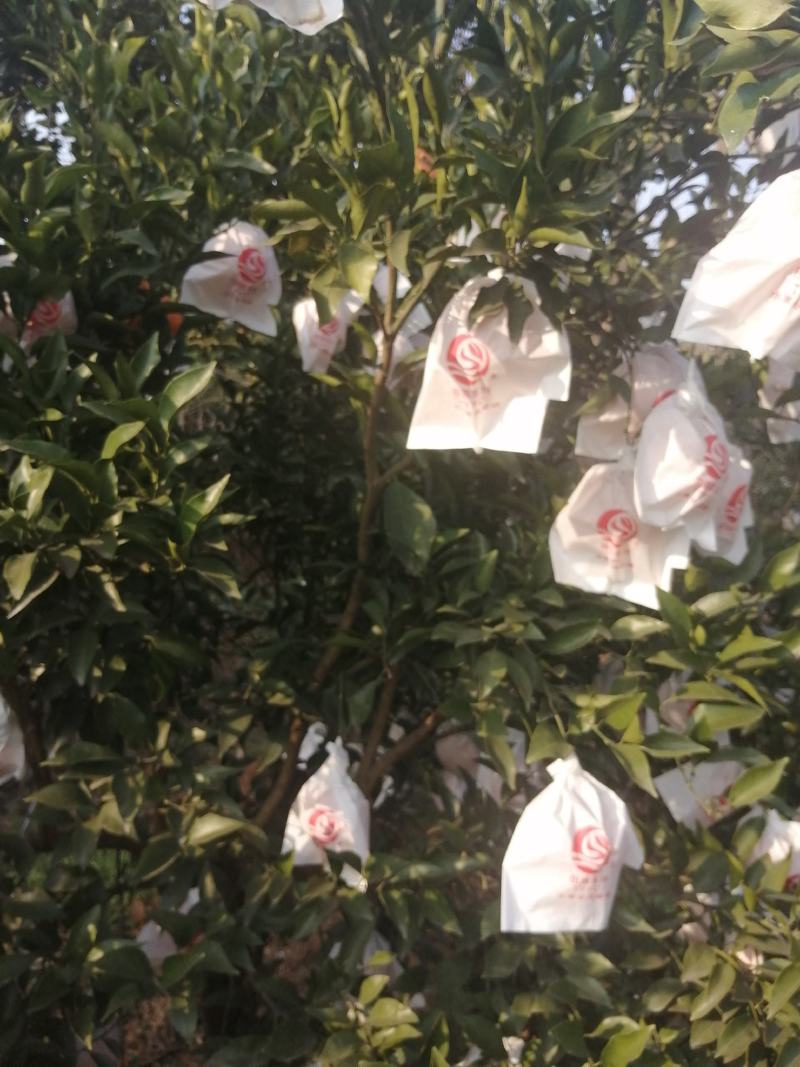 金堂耙耙柑又名春见，颜色口感纯甜，不干水，果汁多，皮薄，