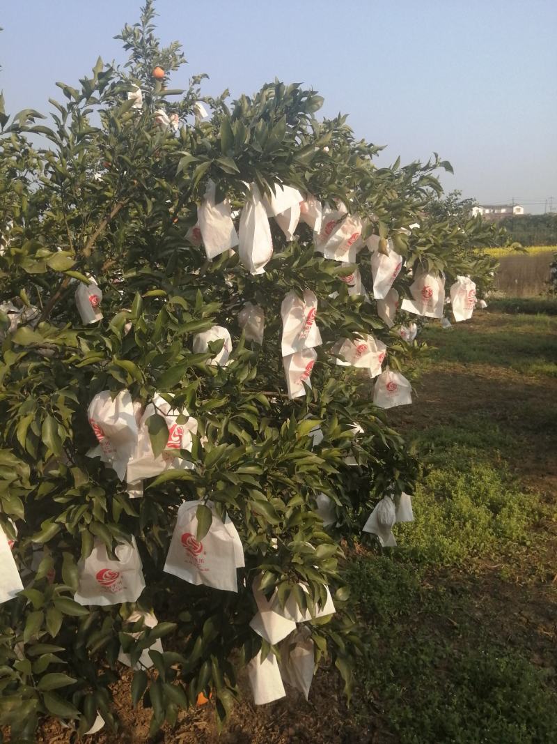 金堂耙耙柑又名春见，颜色口感纯甜，不干水，果汁多，皮薄，