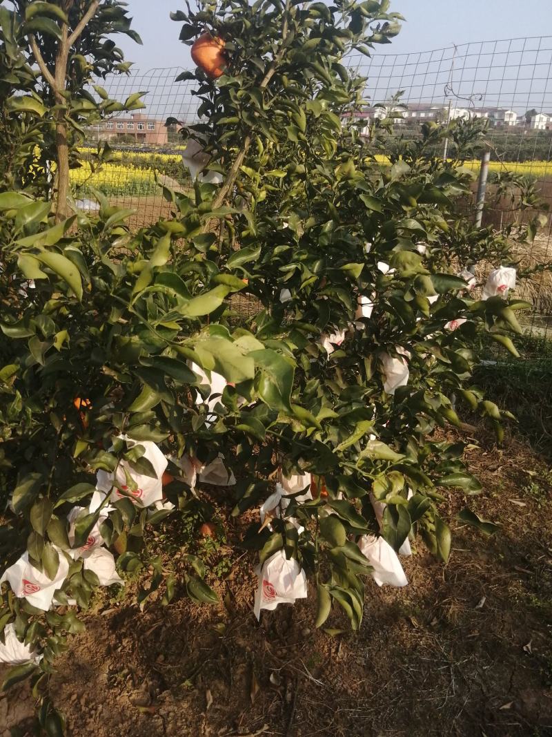 金堂耙耙柑又名春见，颜色口感纯甜，不干水，果汁多，皮薄，