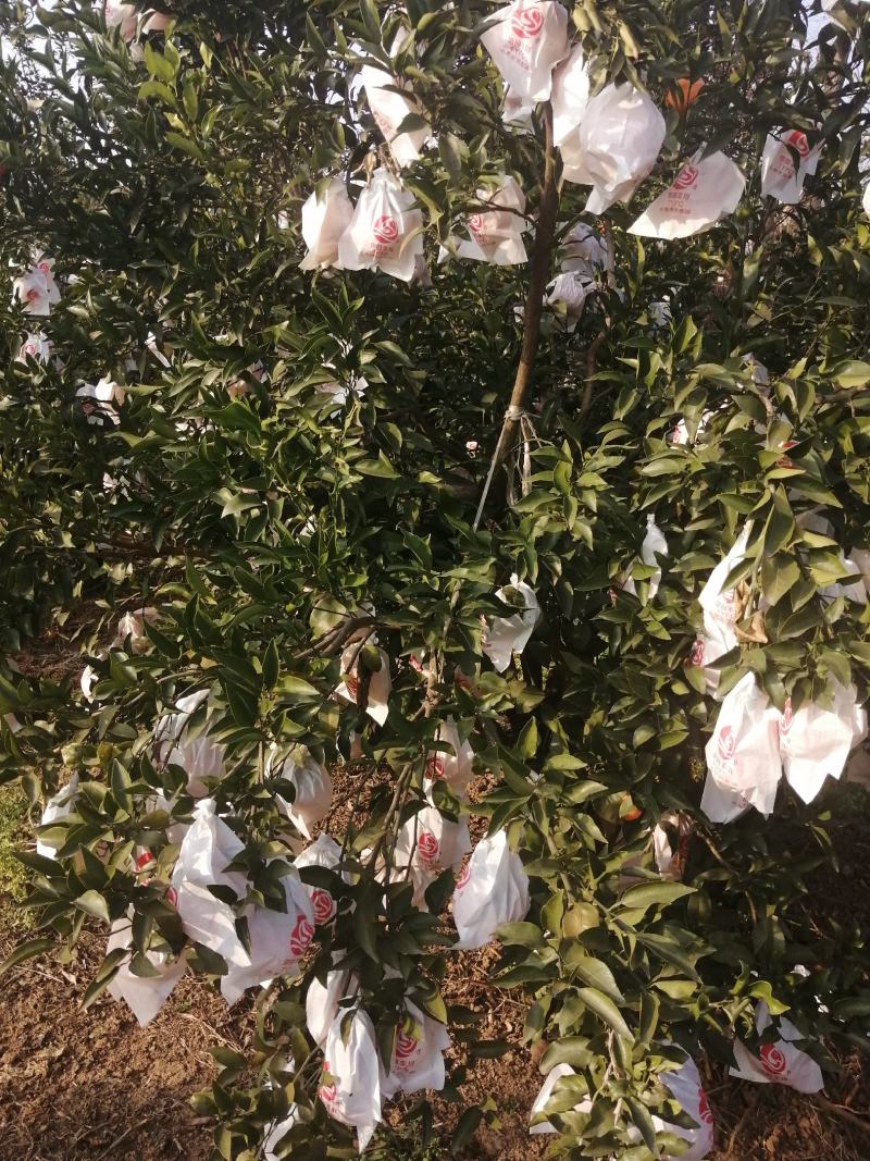 金堂耙耙柑又名春见，颜色口感纯甜，不干水，果汁多，皮薄，