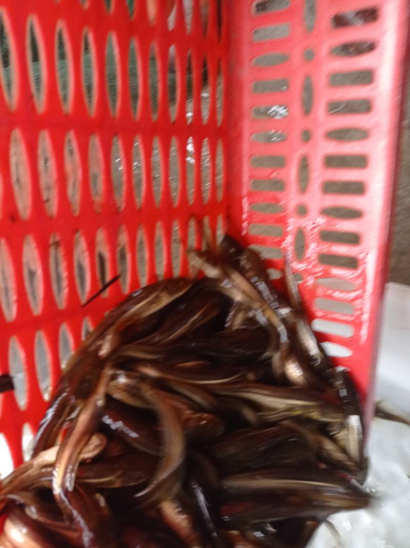 大量出售，鲶鱼苗，支持送货上门，货到付款，