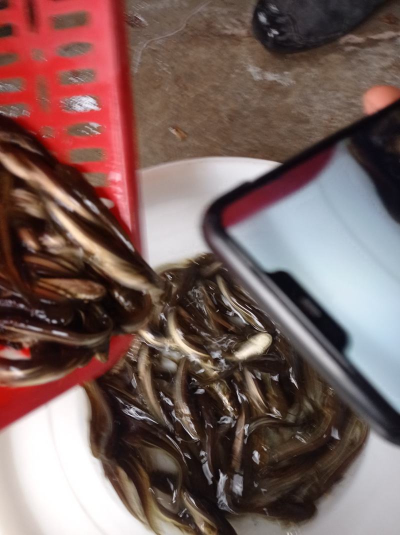 大量出售，鲶鱼苗，支持送货上门，货到付款，