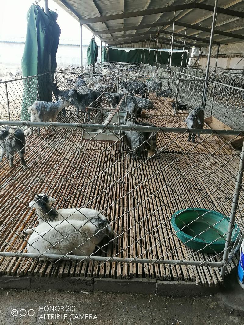 济宁青山羊孕羊一只多少钱孕羊价格