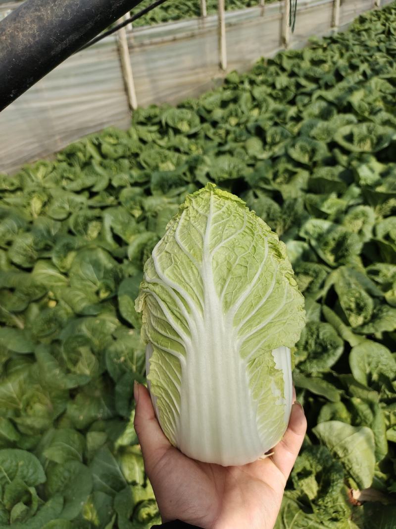 各种精品蔬菜品种多