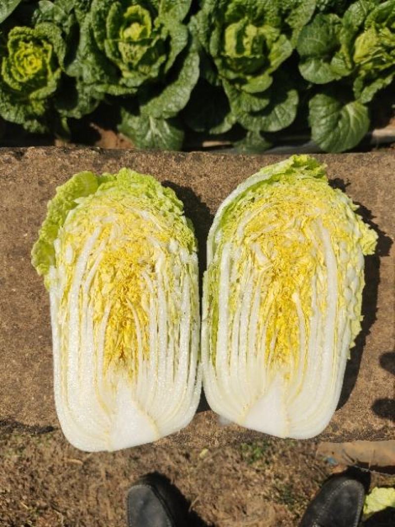各种精品蔬菜品种多