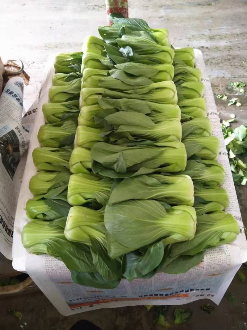 各种精品蔬菜品种多