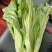 各种精品蔬菜品种多