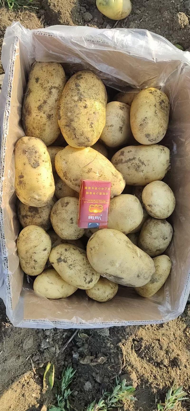 希森3号新土豆大量上市产地直发质量保证量大从优