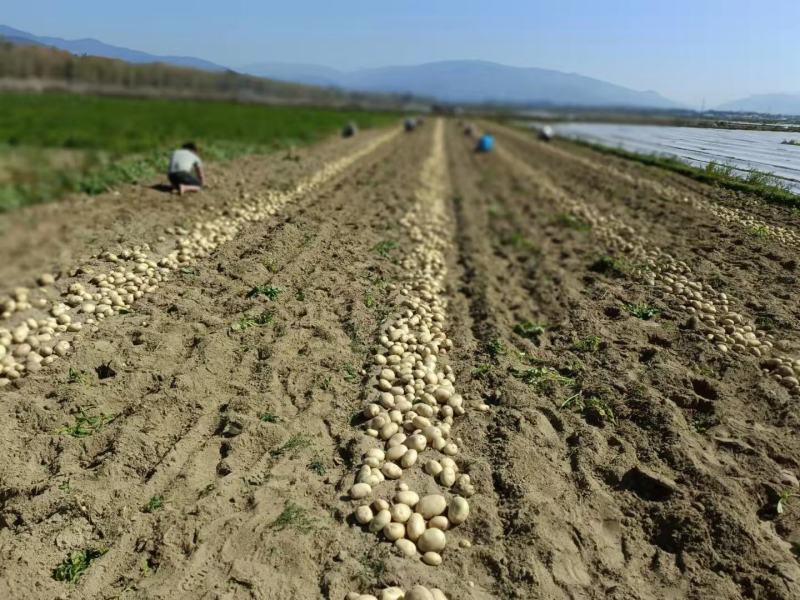 希森3号新土豆大量上市产地直发质量保证量大从优