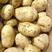 希森3号新土豆大量上市产地直发质量保证量大从优
