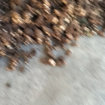 大量出售重楼，鲜货，干货都有