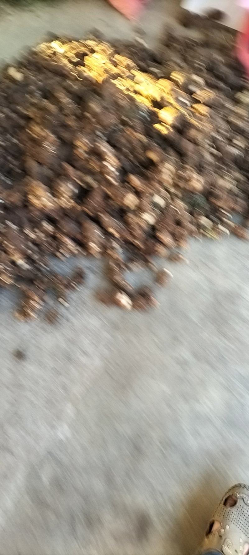 大量出售重楼，鲜货，干货都有