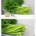 湖北省武汉市蔬菜基地直销茼蒿(超优品质)
