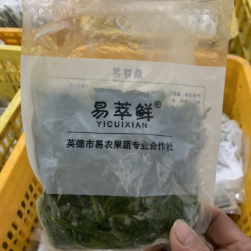 广东桑叶菜桑芽菜货源充足欢迎老板来订购量