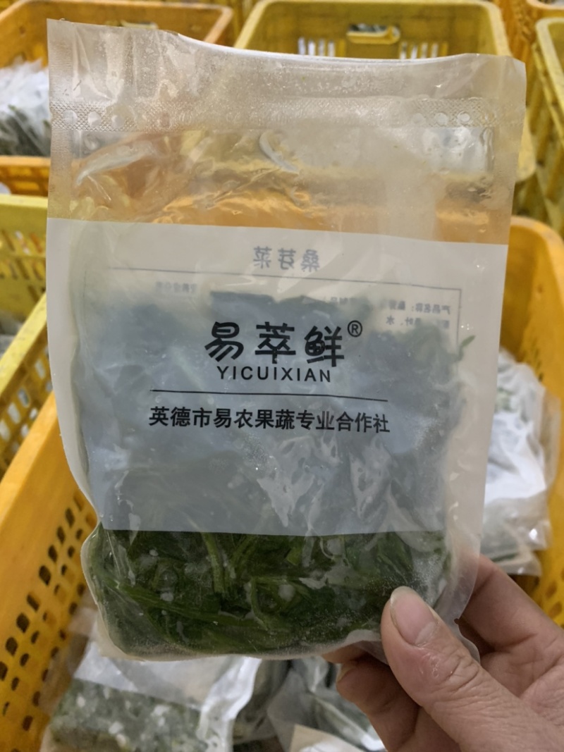 广东桑叶菜桑芽菜货源充足欢迎老板来订购量