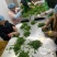 广东桑叶菜桑芽菜货源充足欢迎老板来订购量