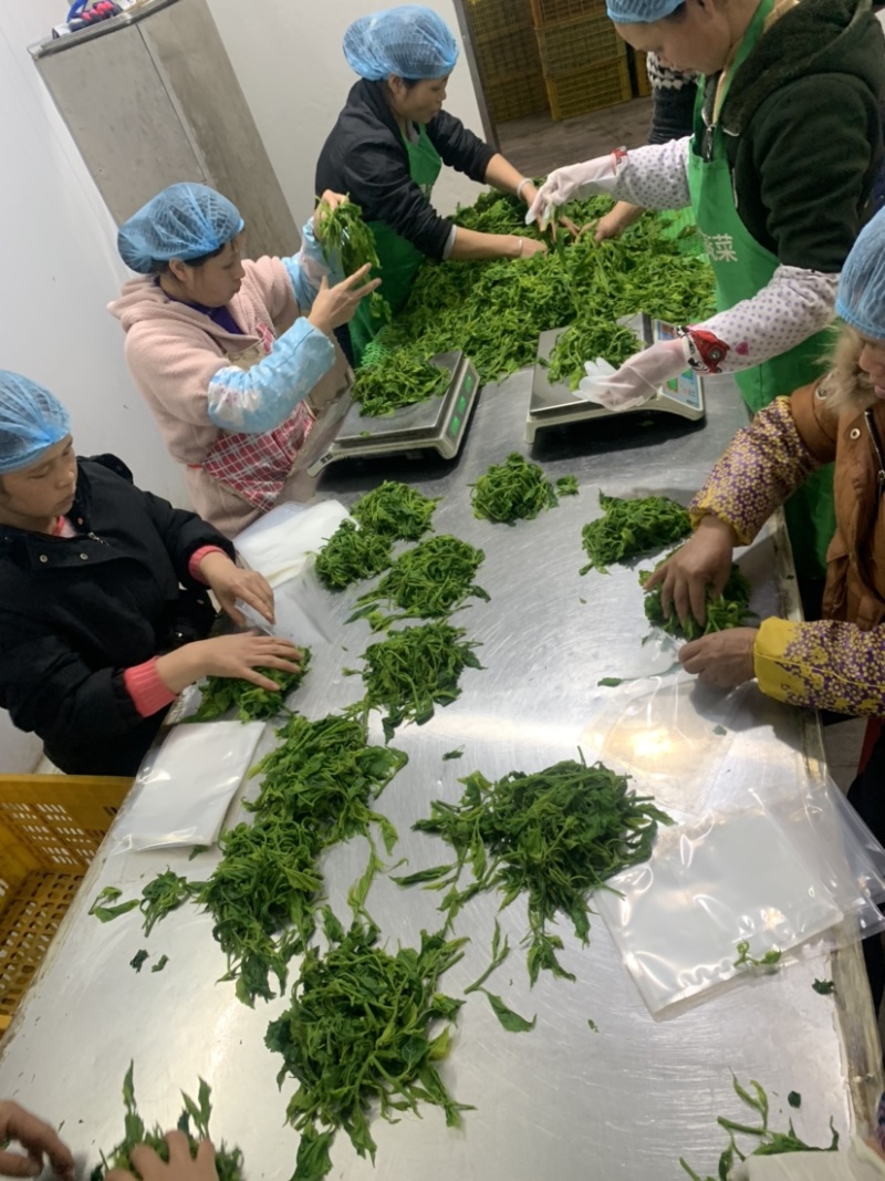 广东桑叶菜桑芽菜货源充足欢迎老板来订购量