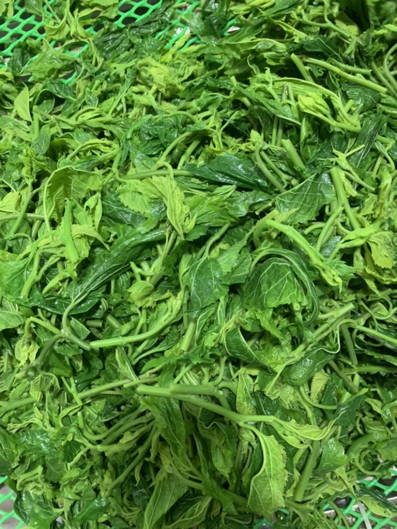 广东桑叶菜桑芽菜货源充足欢迎老板来订购量