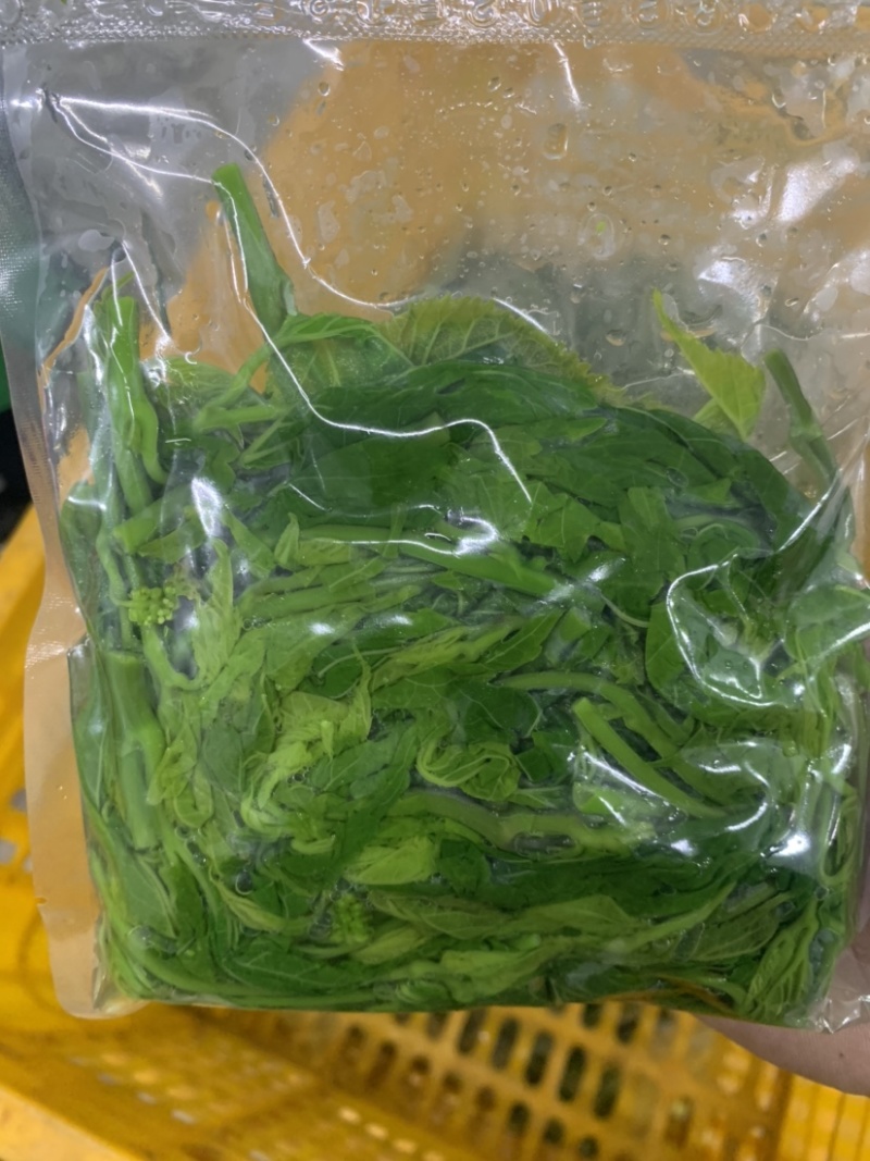 广东桑叶菜桑芽菜货源充足欢迎老板来订购量