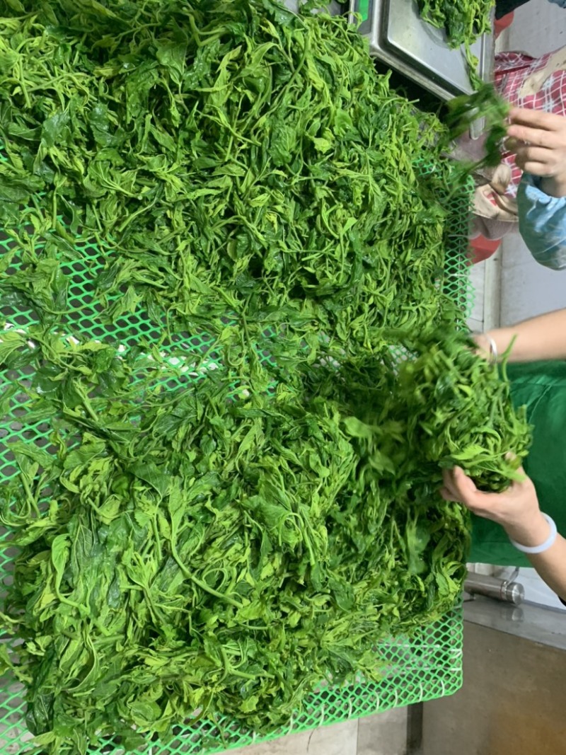 广东桑叶菜桑芽菜货源充足欢迎老板来订购量
