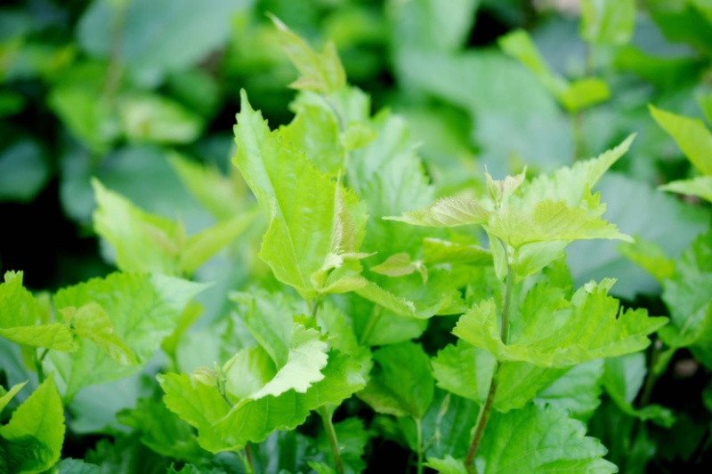 广东桑叶菜桑芽菜货源充足欢迎老板来订购量