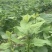 广东桑叶菜桑芽菜货源充足欢迎老板来订购量