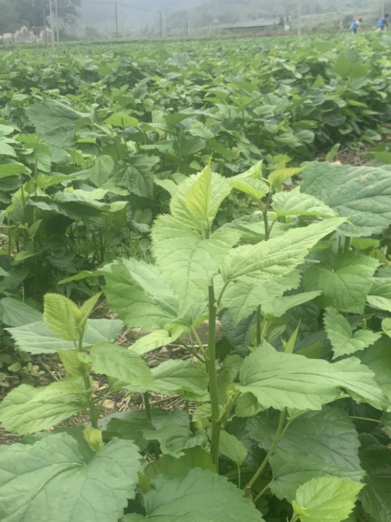 广东桑叶菜桑芽菜货源充足欢迎老板来订购量