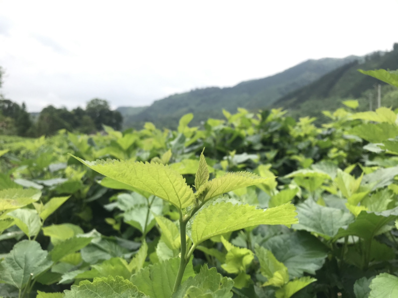 广东桑叶菜桑芽菜货源充足欢迎老板来订购量