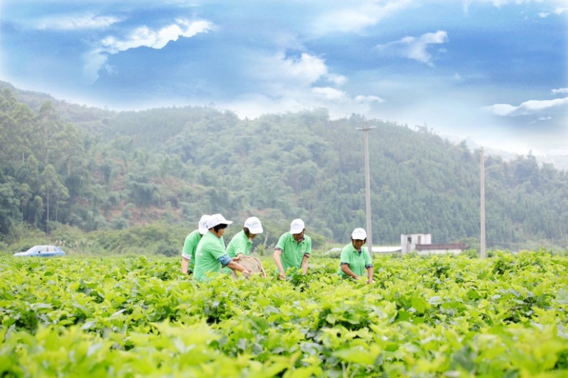 广东桑叶菜桑芽菜货源充足欢迎老板来订购量