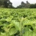 广东桑叶菜桑芽菜货源充足欢迎老板来订购量