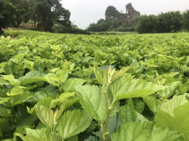 广东桑叶菜桑芽菜货源充足欢迎老板来订购量