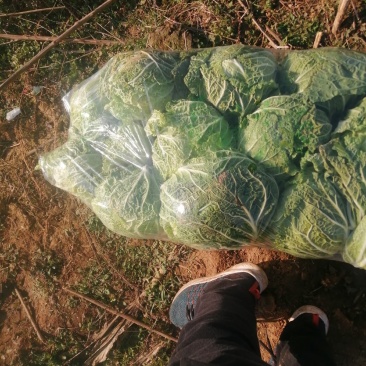 土豆洋葱好个头大