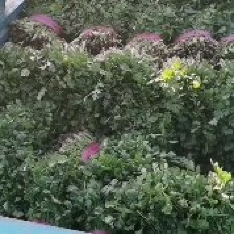 大叶香菜