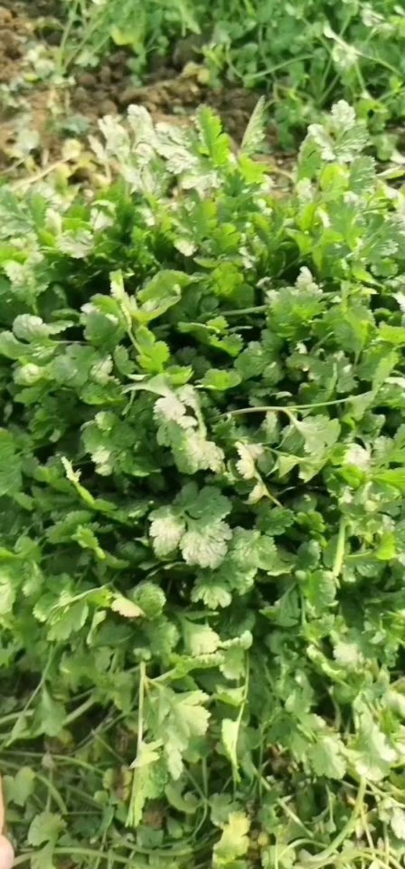 大叶香菜