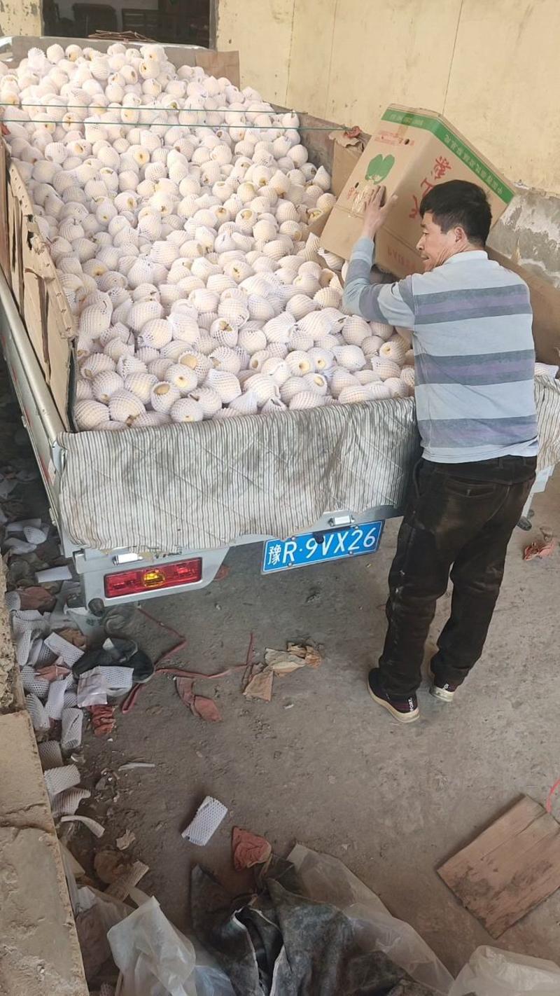 陕西渭南蒲城冷库酥梨大量有现货，皮薄脆甜，细砂无渣，