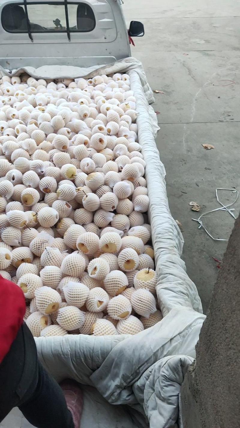 陕西渭南蒲城冷库酥梨大量有现货，皮薄脆甜，细砂无渣，