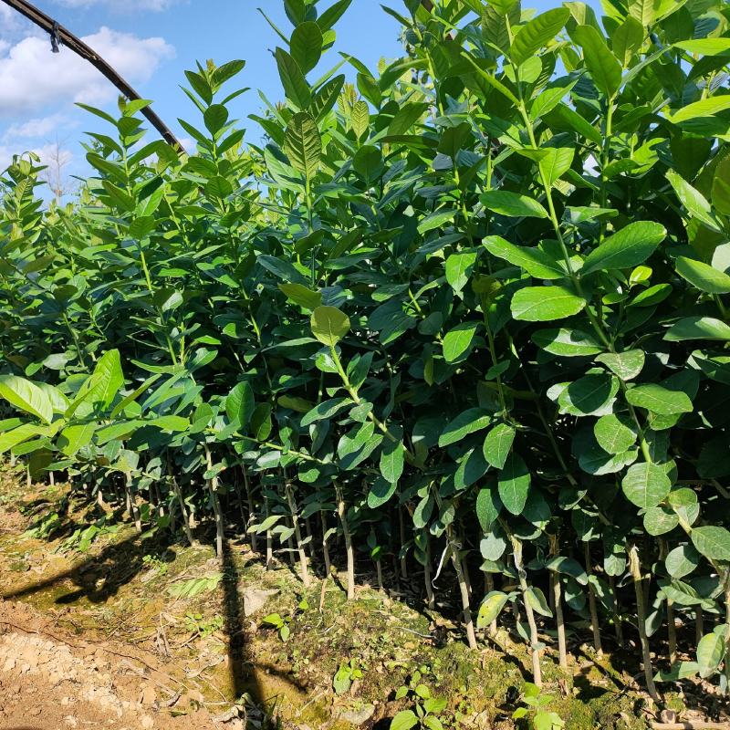 基地直供广东香水柠檬苗，四季无籽青柠檬苗，产地直销！