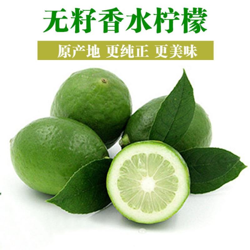 基地直供广东香水柠檬苗，四季无籽青柠檬苗，产地直销！