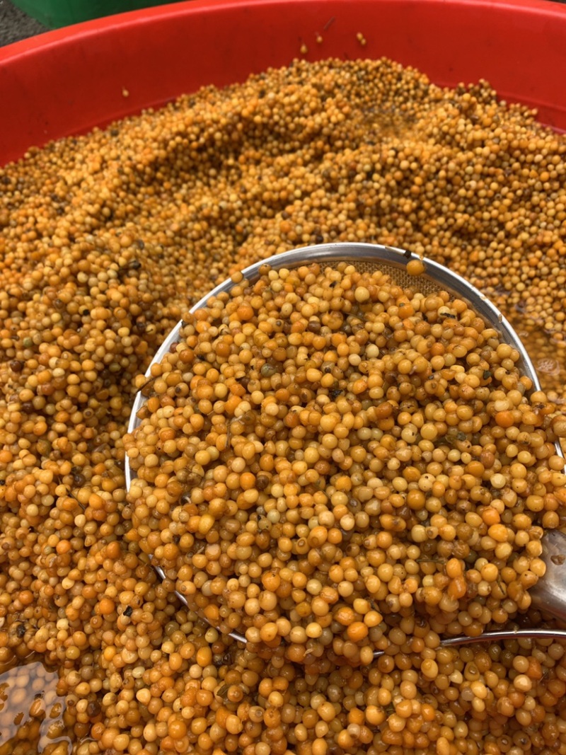 黄精种子多花姜型不倒苗甜黄精种籽黄精种植基地
